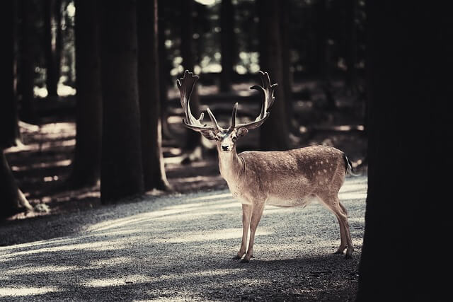 The Ultimate Guide to Wildlife Tours in Montana Top Destinations and Tips